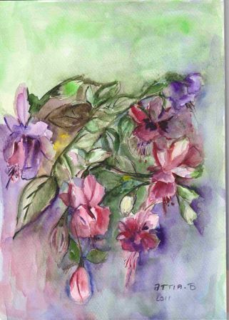 Fuchsias